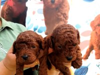 Toy poodle yavrularımız ruhsatlı çiftliğimizden