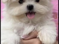SAFKAN MALTESE TERRİER YAVRULARI