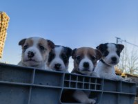 Jack russell orjinal yavrularımız