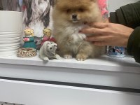 Yavru Pomeranian boo