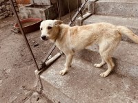 Rus finosu bir yaşında