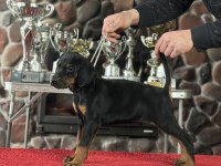 Üst kalite doberman yavruları inceteam