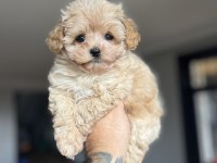 Dizayn Irk Maltıpoo yavrularımız