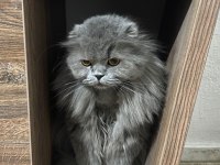 Jülide musmutlu olmak istiyor