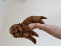 EN KOYUSUNDAN MALTIPOO 