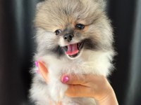 Pomeranian Boo Dişi Tea Cup