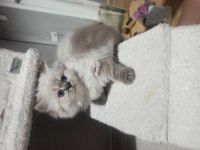 British blue point british longhair bebek