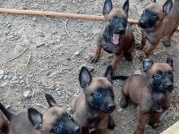 Ev Ortamında Bakılan Kendi Malinois Yavru Köpeklerimizdir