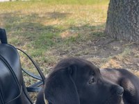Siyah Cane Corso Erkek 3 Aylık