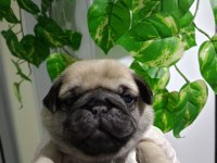 Pug Mops yavrular Üst düzey