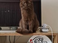 SAHİPLENDİRME ÜCRETSİZ KEDİMİZ