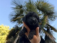 ÖZEL RENK TEACUP POODLE WC (PET) EĞİTİMLİ