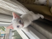 British shorthair yavrularım yuvalarına gitmeye hazırlar