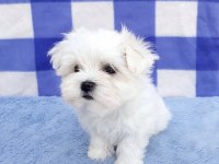 Safkan Anne Babadan Maltese Yavrular