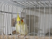 3 yaşında damızlık erkek sultan papağanı