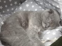10 aylık dişi scottish fold