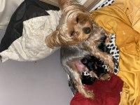 Yorkshire terrier teacup