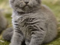 Scottish Fold Yavrularımız Evinizin Neşesi Olacaktır