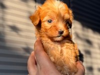 Maltipoo Adrese Teslim, Kapıda Ödeme Yapabilirsiniz