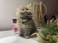 2 aylık dişi british longhair