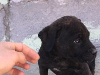 Orijinal dişi cane corso