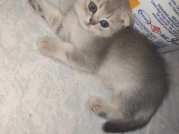 Safkan anne ve babadan scottish fold