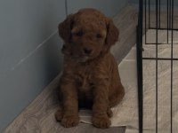 1 dişi ve 1 erkek toy poodle yavrular