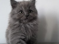 A++ A62 Orjinal British Longhair Yavrularımız Hazır