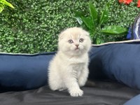 Scottish Fold Sevimli Yavru