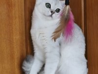 Scottish straight shorthair ns11 erkek