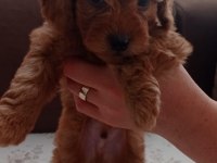 Toy poodle yavru köpeklerimiz
