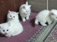 2 Aylık British Shorthair Yavrular