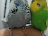 Ele alışkın şov erkek ele yarı alışkın jumbo erkek muhabbet