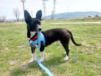 Eğitimli oyuncul pinscher