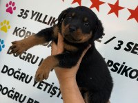 A KALİTE ROTTWEİLER ERKEK YAVRU