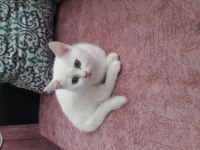 Scottish fold prensesimize yuva arıyoruz