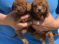 TEACUP KORE POODLE BEBEKLER AŞILI VE ÇİŞ  EĞİTİMLİ 