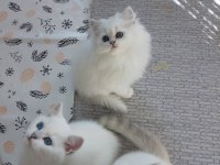 A KALİTE BRİTİSH SHORTHAİR YAVRULAR