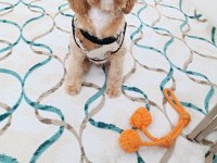 Maltipoo oğlum