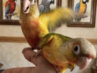 Pineaple hıgh red conure bebek
