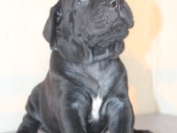 A SCR KIF-FCI KAYITLI CANE CORSO YAVRULAR