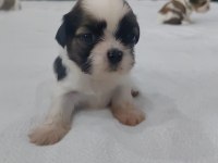 Sevimli Shih Tzu Yavruları Sahiplerini Bekliyor