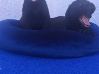 KAHVE VE SİYAH ORJİNAL LABRADOR YAVRULAR