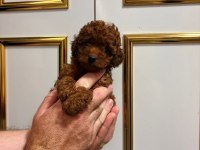 Sağlık ırk garantili Poodle bebekler