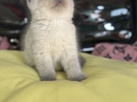 A kalite scottish fold ve british shorthair yavrularımız