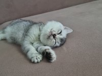 British shorthair silver renk