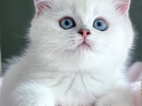 Dünya Güzeli Silver British Shorthair ns1133