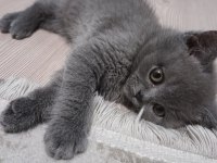 British shorthair 3 aylık yavru