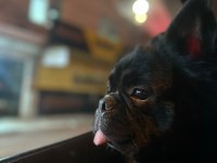 FLUFFY FRENCH BULLDOG