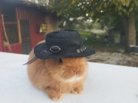 Orjinal cüce tavşanlar
